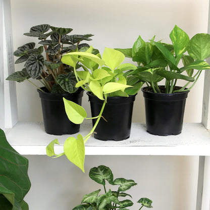 Essential Houseplant Collection (4PK) Live Plants Indoor Plants Live Houseplants in Plant Pots, Easy House Plants Indoors Live, Snake Plant, Pothos in Potting Soil, Clean Air Plants by Plants for Pets