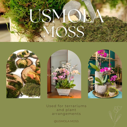 USMOLA Fake Moss, 8 OZ Green Moss for Potted Plants, Artificial Moss for DIY Crafts Home Decor Table Centerpieces Wedding Decoration (Fresh Green 225gr)