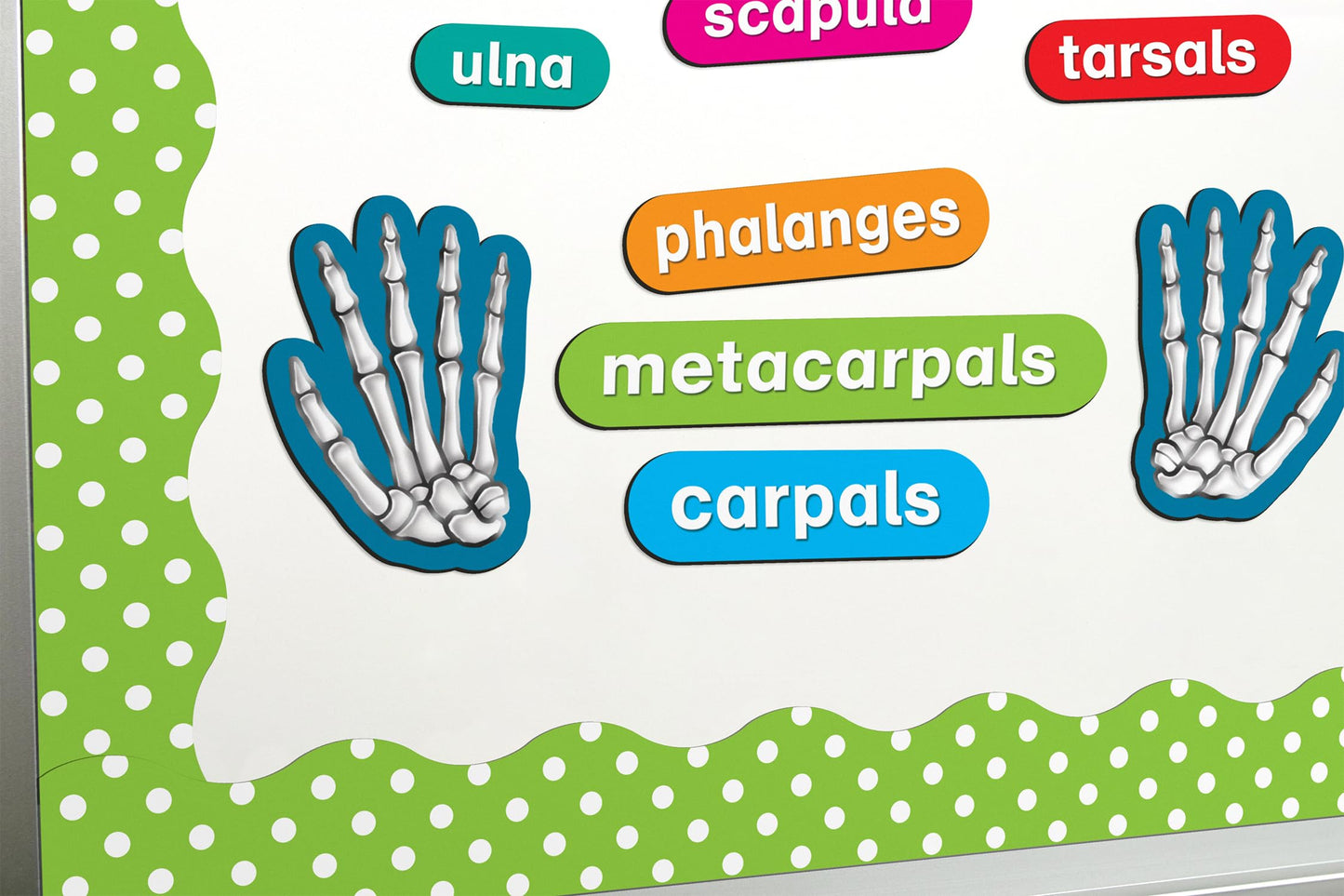 Teacher Created Resources Human Skeleton Magnetic Accents, Multi, "33"" x 10"" x 9.1"""
