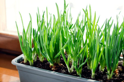 Sets 8 oz, Bulbs 60-80 Bulbs, White Ebenzer Onion Heirloom Non-GMO for Garden, Stargazer Perennials