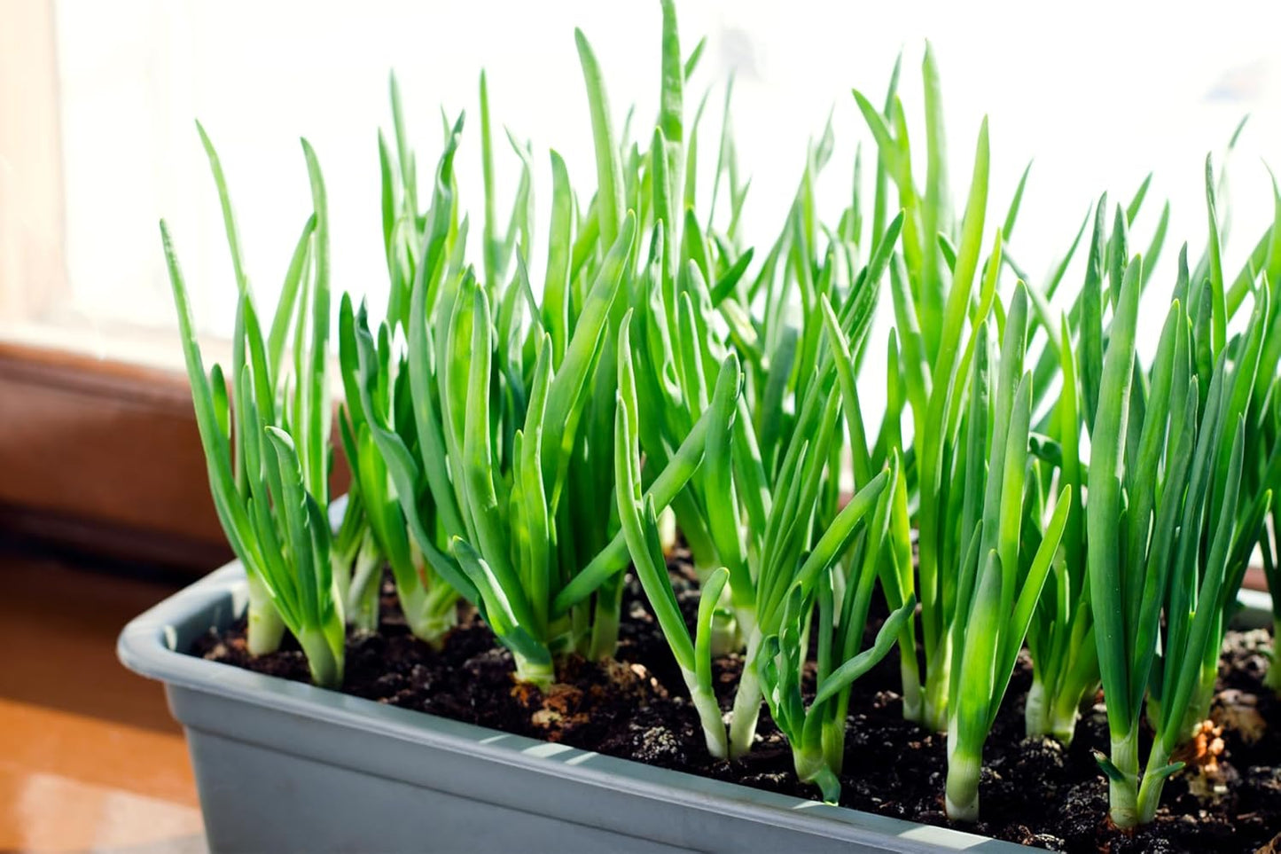 Sets 50-60 Bulbs, 8oz, Yellow Onion for Planting - Non-GMO Stuttgarter USA Grown - Stargazer Perennials