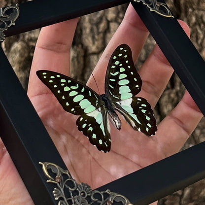 Real Framed Butterfly Gifts for Women Entomology Insect Dried Shadow Box Taxidermy Specimen Display Oddities Curiousities Tabletop Wall Hanging Home Decor K12-11-KINH