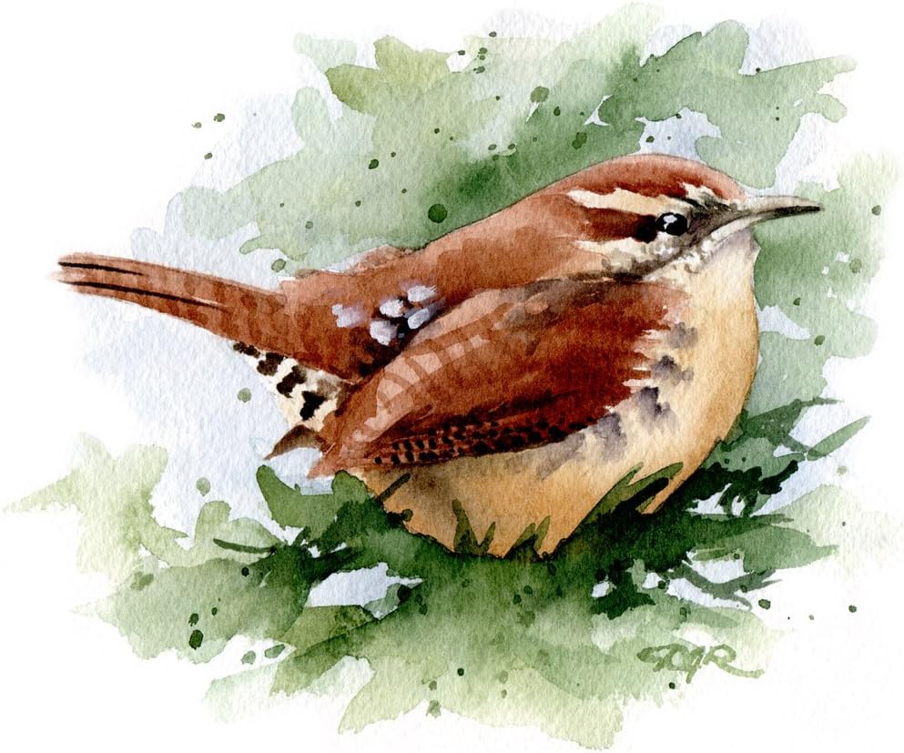 Carolina Wren Watercolor Art Print by DJ Rogers