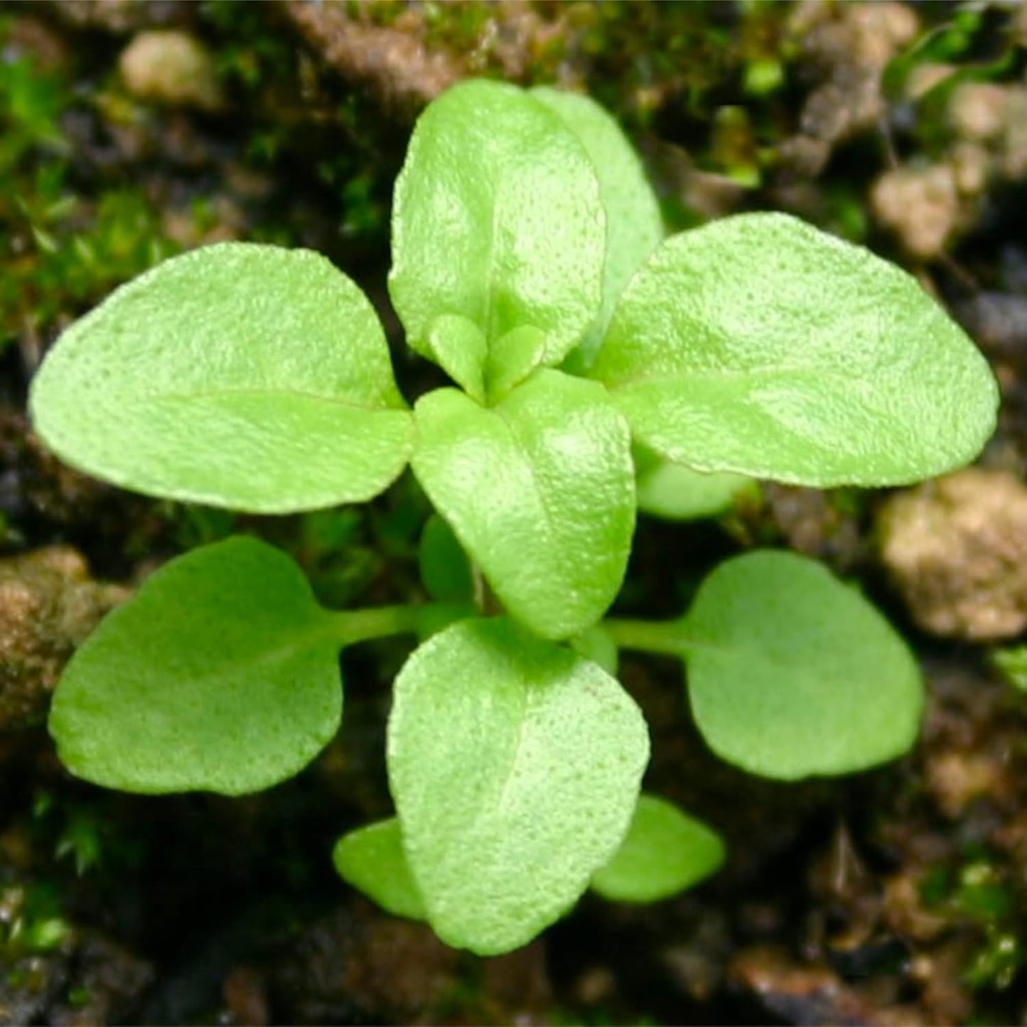 1,000 (1 Pack) Seed Needs, Pennyroyal Mint Seeds - Heirloom Seeds for Planting Mentha pulegium - Medicinal Herb Non-GMO