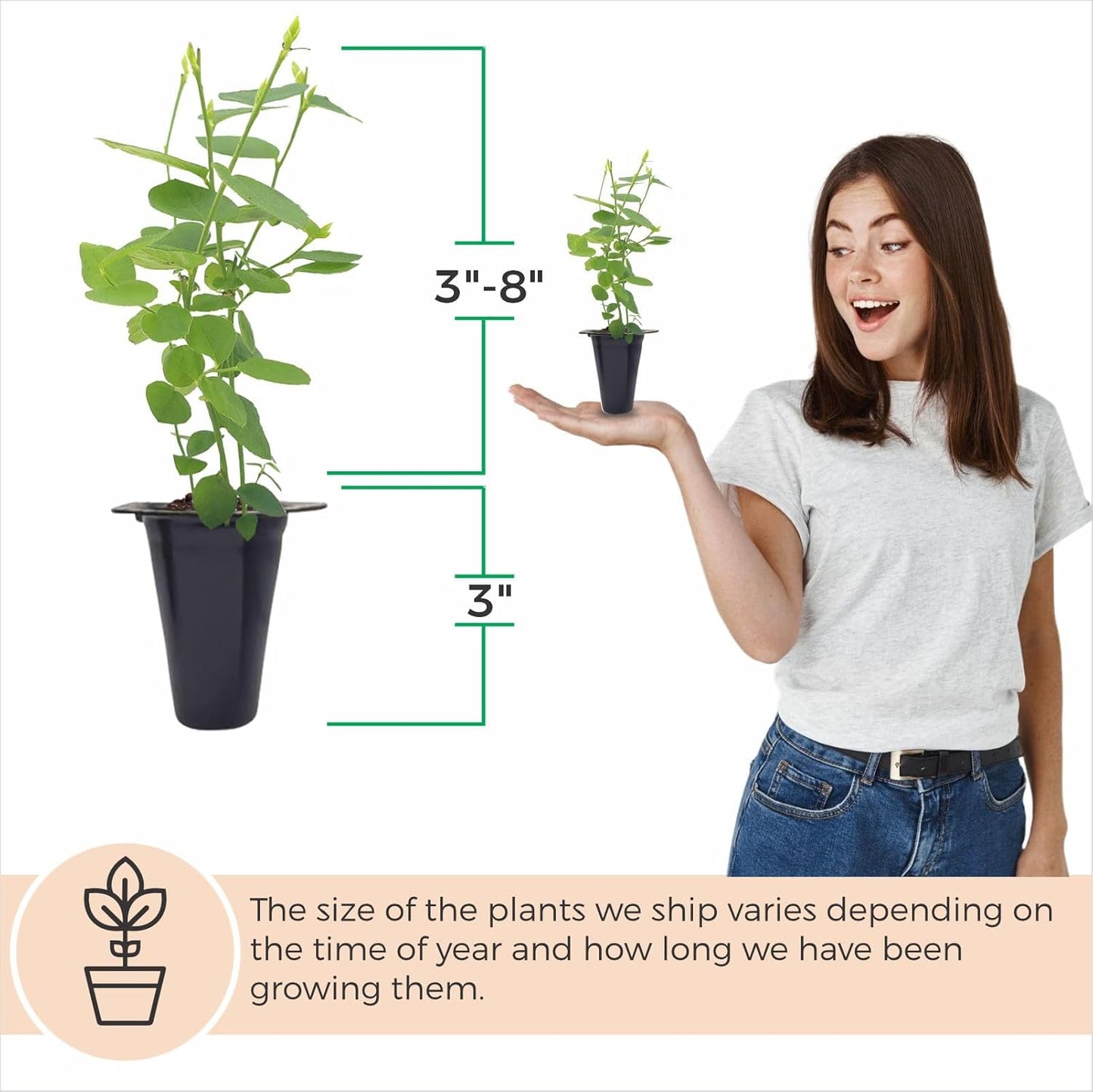 (4 Pack) Blueberry Plant Biloxi Live for Sale | Easy to Grow Plants | Edible Fruit Plant for Sustainable Living | Grow
