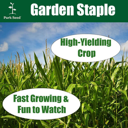 Pack 200 Park Seed Variety of Corn Seeds, Non-GMO Vegetable Seeds for Planting, Easy to Grow, Perfect for Harvesting