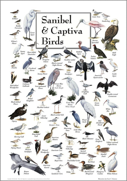Earth Sky + Water - Poster of Sanibel & Captiva Birds