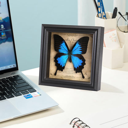 Butterfly Specimen Photo Frame,Real Butterfly Shadow Box. (Heavenly Swallow Butterfly)