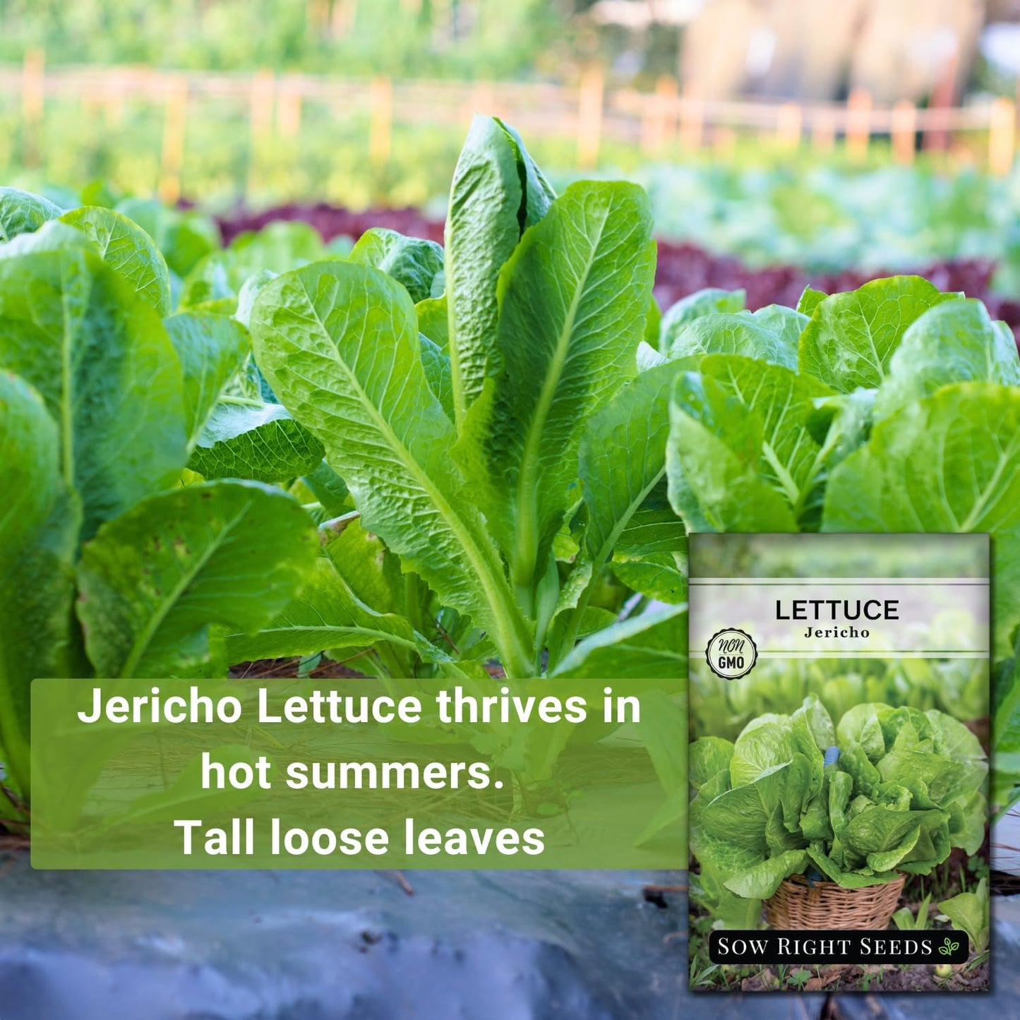 Packet (1) Sow Right Seeds - Jericho Lettuce Seeds for Planting - Non-GMO Heirloom with Instructions to Plant a Home