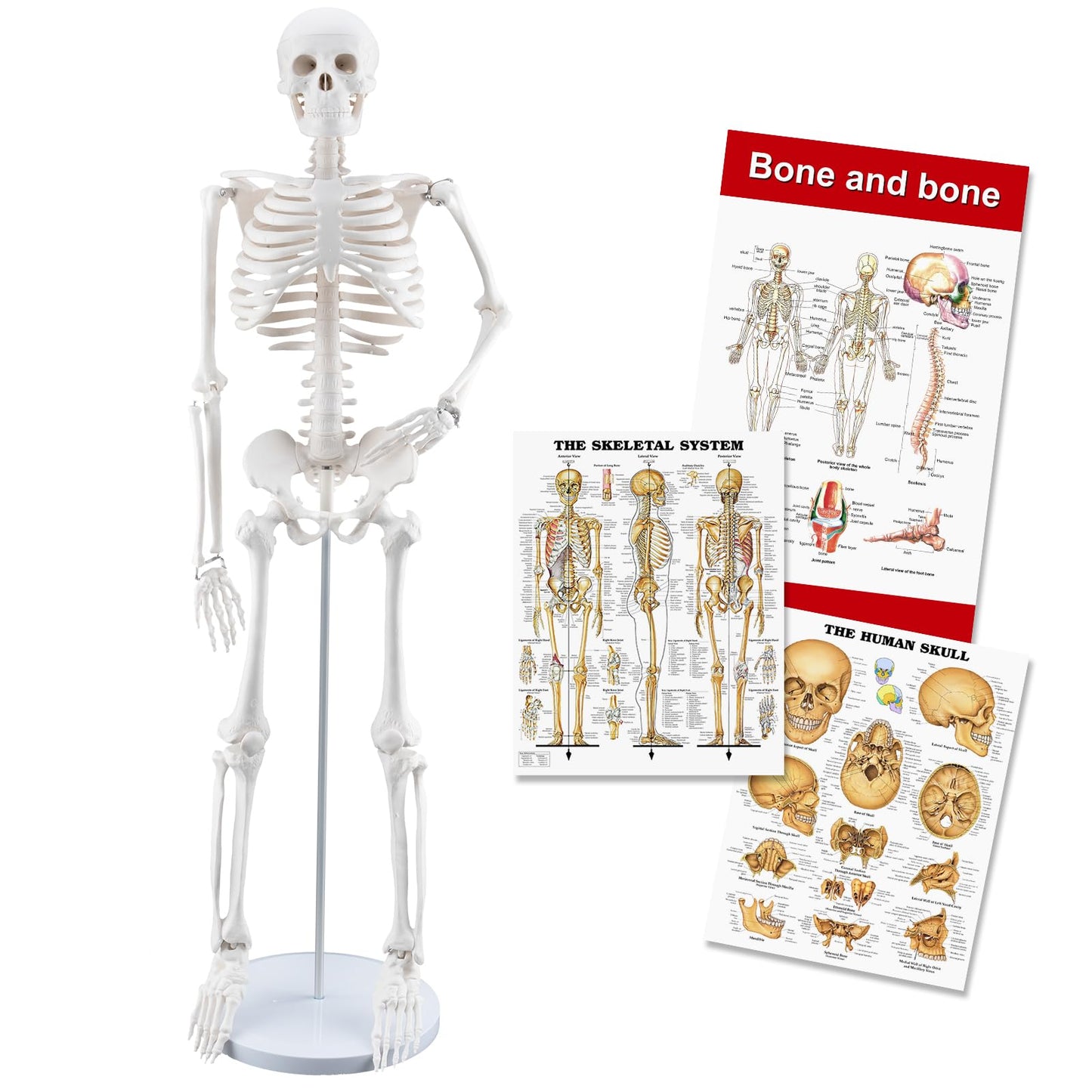 TYRRDE 33.4-Inch Human Skeleton Model – Mini Skeleton Anatomy Model with Removable Arms & Legs, Durable Structure and Clear Anatomical Details, Ideal Skeleton Model for Study and Display (Beige)