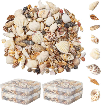Ira Pollitt Tiny Natural Mixed Ocean Sea Shells, 500pcs, Tiny Miniature Beach Critter Seashells for Crafts, Home