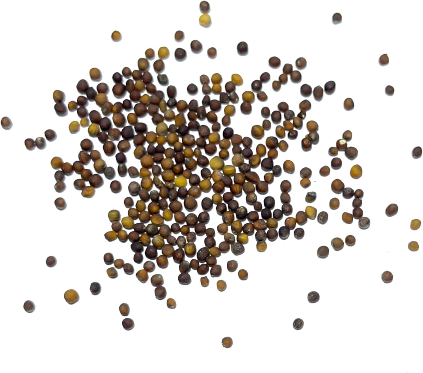 (5 Packs) Seed Needs Kale Seeds for Planting Vates Blue Scotch Curled Kale Vegetables - Non-GMO Heirloom & Untreated