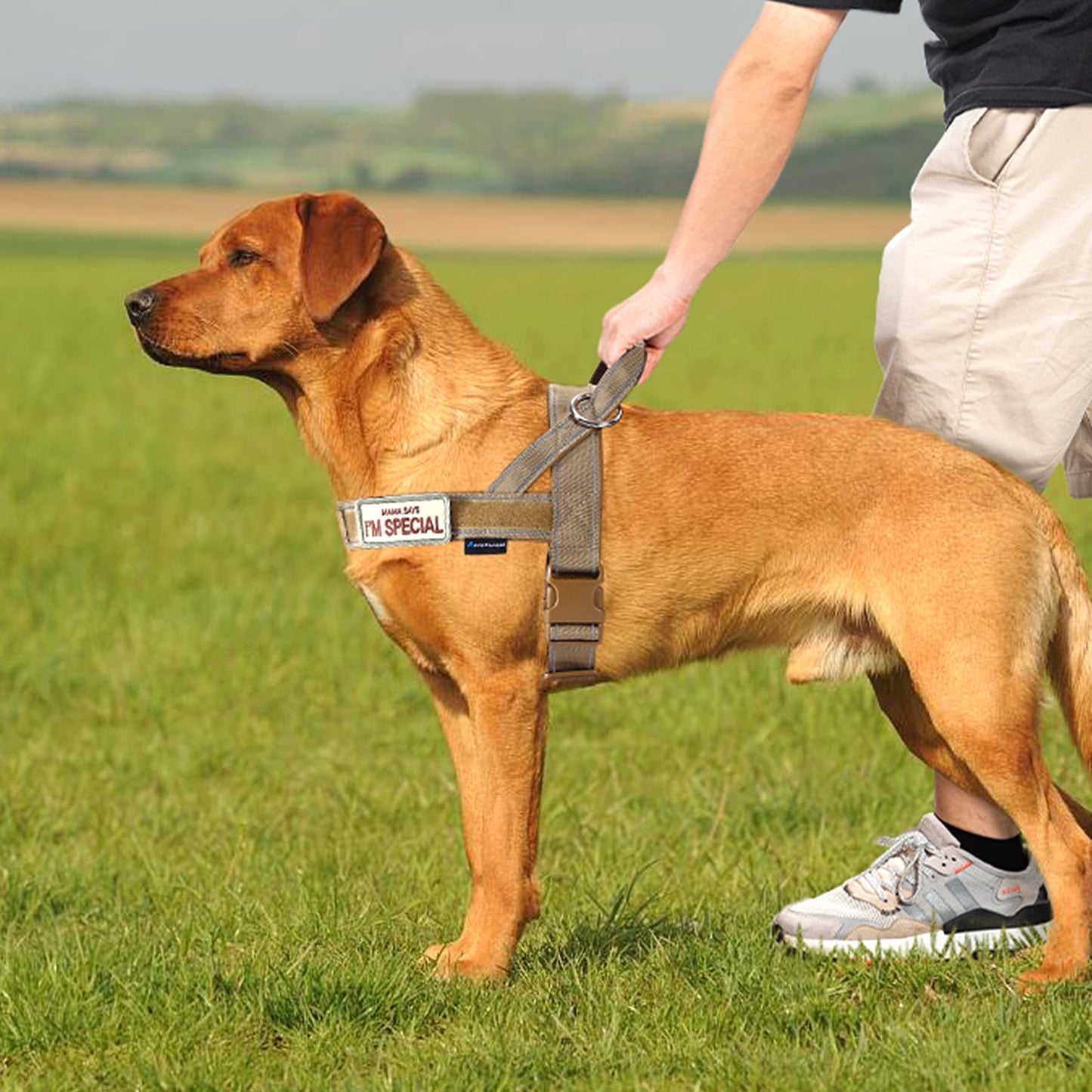 Annchwool No Pull Dog Harness with Soft Padded Handle,Reflective Strip Escape Proof and Quick Fit to Adjust Dog Harness,Easy for Training Walking for Small & Medium and Large Dogs(Brown,XL)