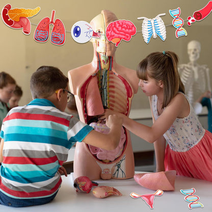 4 Strings 28 Pcs Anatomy Themed Hanging Banner, Human Body Parts Educational Cutouts Garland for Classroom Decorations, Science Party Supplies, School Learning Tools, and Medical Office Decor