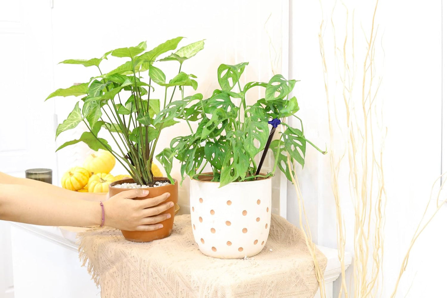 (4" Monstera Adansonii 'Swiss Cheese' Minimalist Pot w. Saucer) - Air-Purifying Houseplant with White Flowers - Live