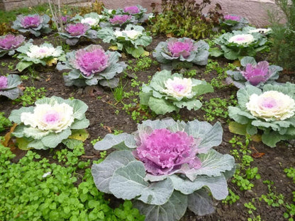 KIRA SEEDS Seeds Flowering Kale Large Leaf Mix - Heirloom Vegetable - GMO Free