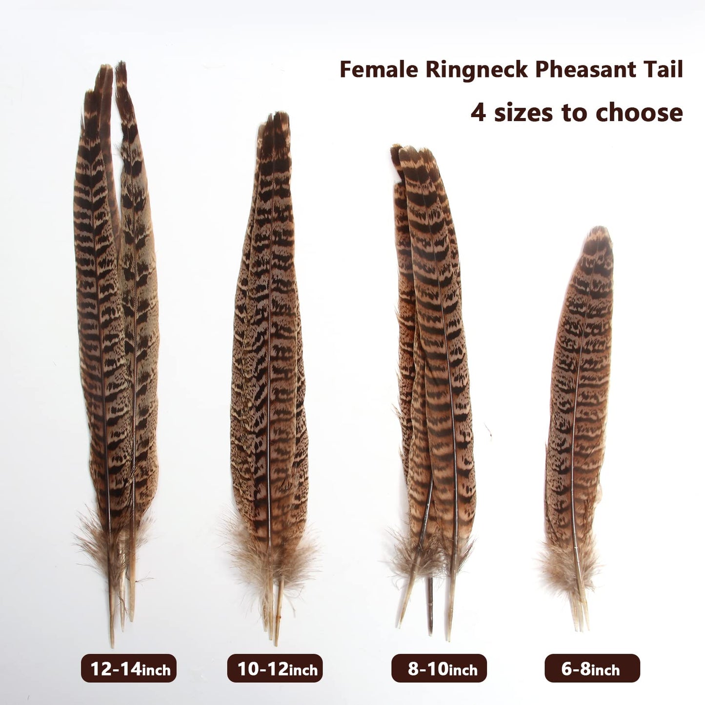 20pcs Female Pheasant Feather Natural Ringneck Tails Feathers 8-10inch 20-25cm for Crafts Home Wedding Party Performance DIY Decoration Pheasant Feather,Female Pheasant Feathers