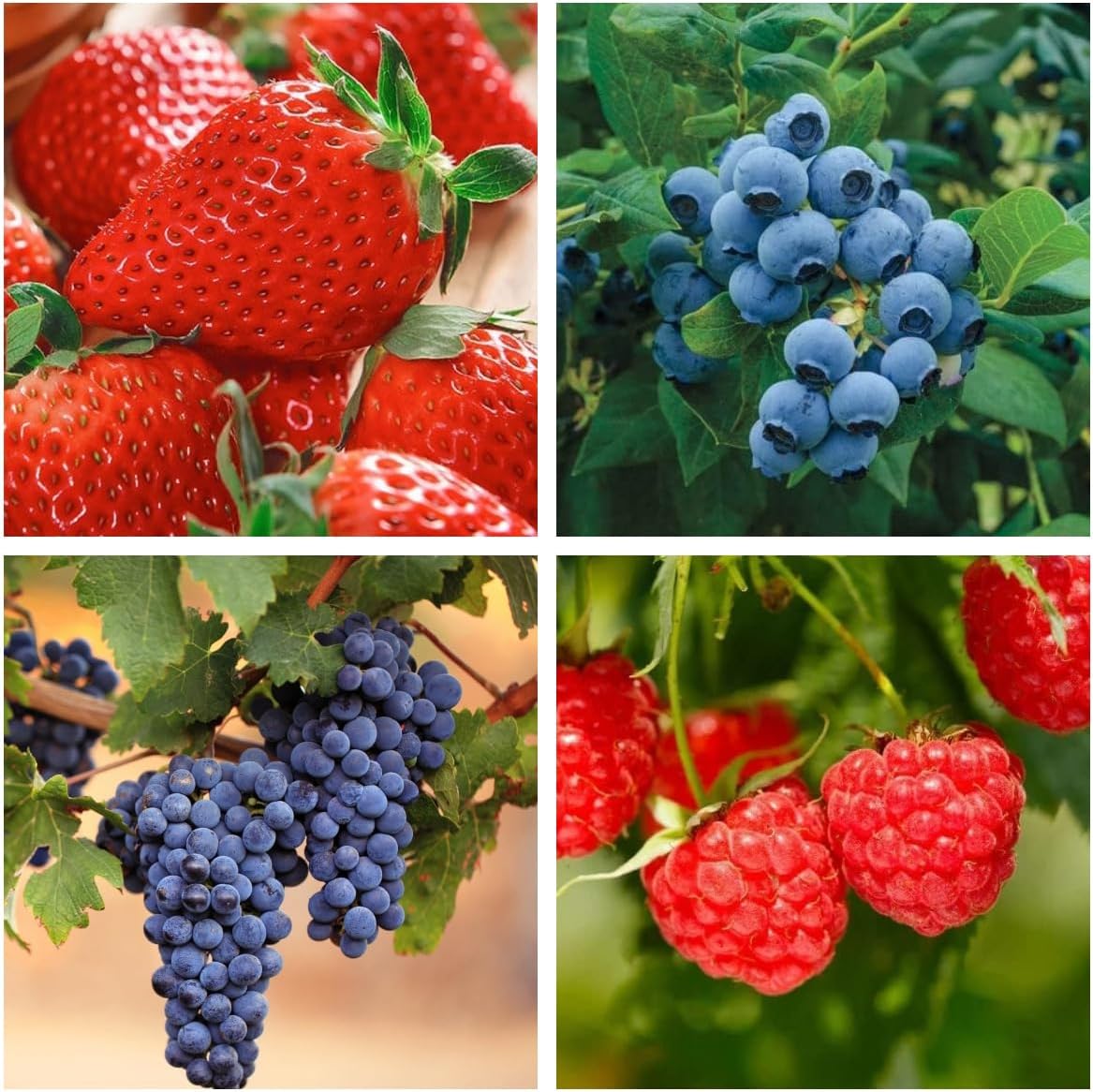 1000+ Packaged Mixed Fruit Seeds for Planting - Strawberry Raspberry Blueberry & Grape Seeds Fresh Fruit - Individually