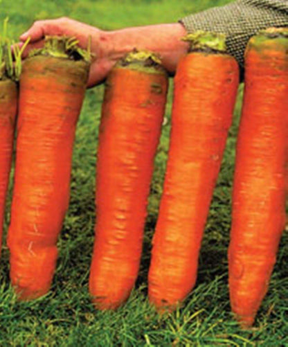 NIKA SEEDS 1000 Seeds Vegetable Carrot Red Giant - Seeds