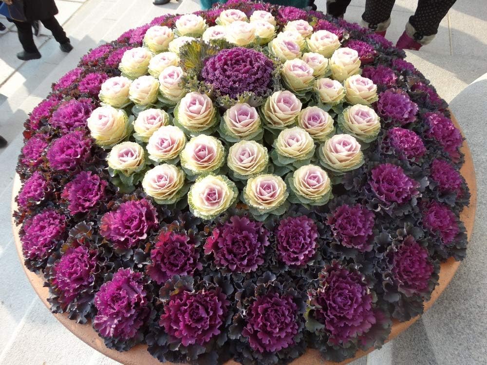 KIRA SEEDS Seeds Flowering Kale Large Leaf Mix - Heirloom Vegetable - GMO Free