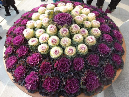 KIRA SEEDS Seeds Flowering Kale Large Leaf Mix - Heirloom Vegetable - GMO Free