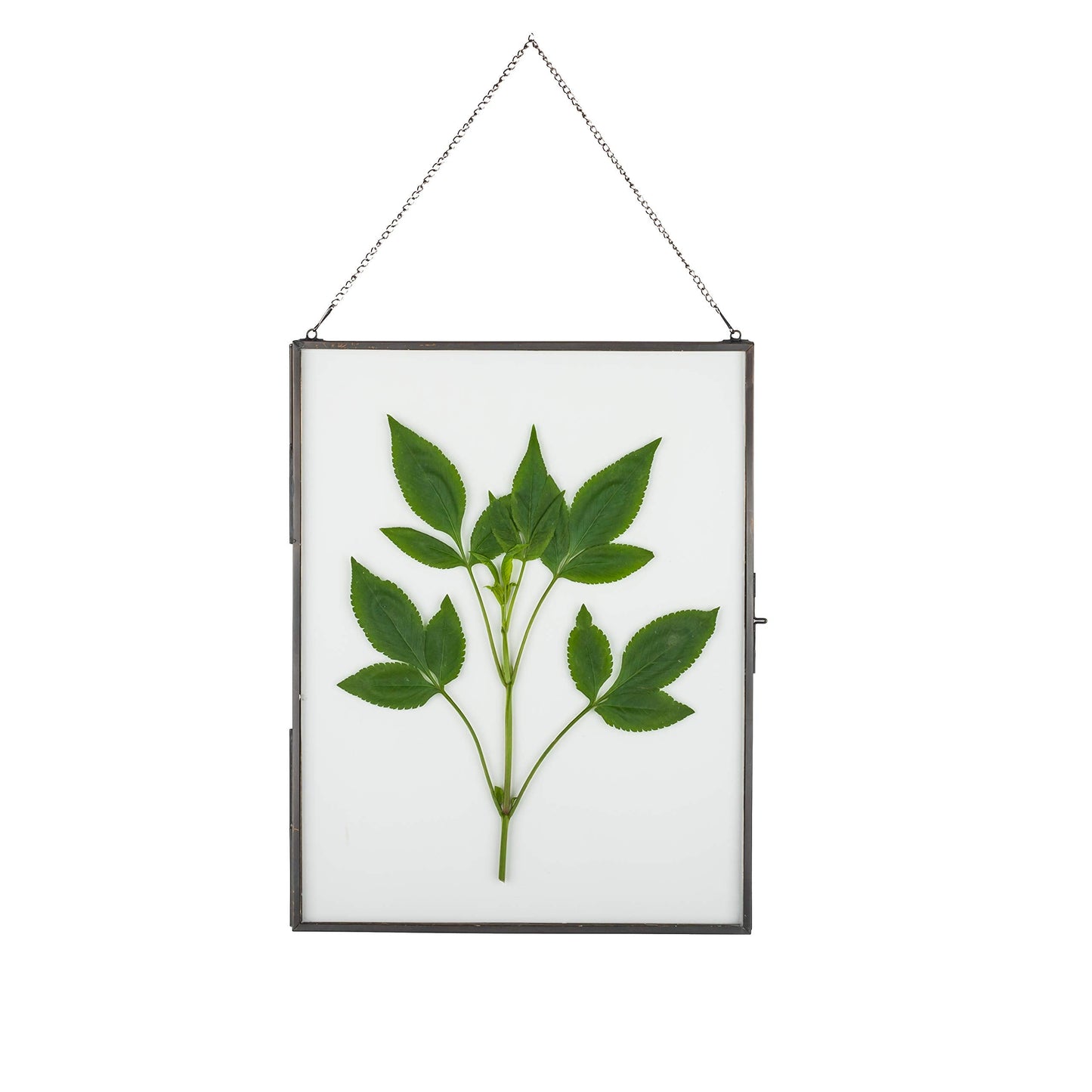 NCYP Hanging 8" x10" Black Glass Floating Frame for Pressed Dried Flower, Certificate, Photo, Picture - Modern Home Indoor Wall Vertical Decor, Plant Specimen Clip (Glass Frame Only)