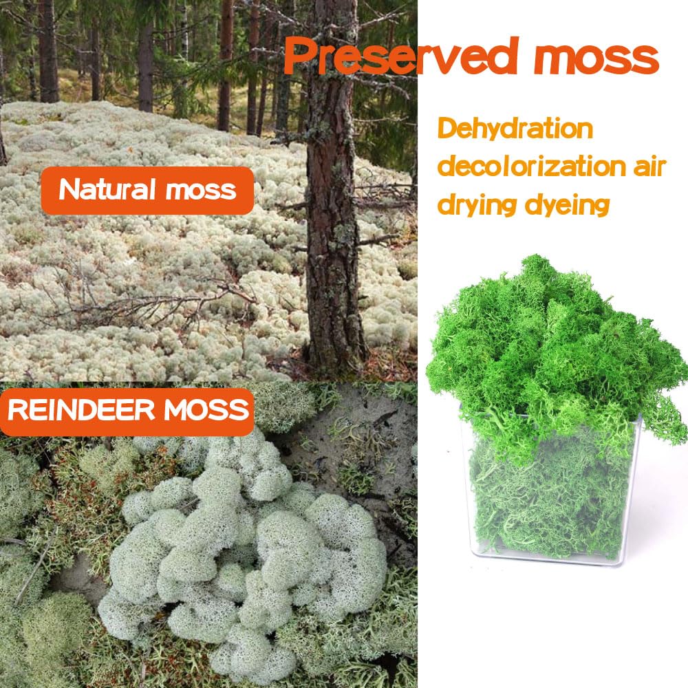 Preserved Reindeer Craft Moss-17.6oz Natural Green DIY Kit Gardenning Art Wall Florist Moss Terrariums Gardenning Decor Landscape Garden Decor(Leaf Green 17.6 OZ)