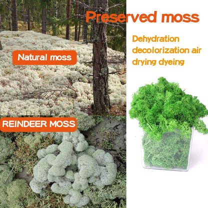 Preserved Reindeer Craft Moss-17.6oz Natural Green DIY Kit Gardenning Art Wall Florist Moss Terrariums Gardenning Decor Landscape Garden Decor(Leaf Green 17.6 OZ)