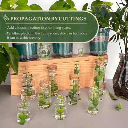 6-Pack 2.71 oz (80 ml) Glass Bottles with Cork Stoppers – for Spell Bottles, Spice Jars, DIY Party Favors, Travel Memories & Plant Propagation – Empty Recyclable Containers for Crafts, Kitchen,Décor