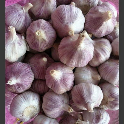 Bulbs Bulbs, 12 Bulbs, Garlic Whole, Early Purple Italian Garlic This Garlic is Ready for Eating or Planting, Cool