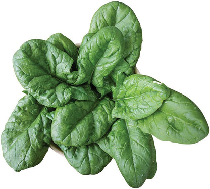 250 Burpee Persius Spinach Seeds seeds