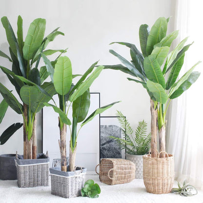 SeedsUA Seeds Indoor Ornamental Banana Tree Fruits for Planting Beatuful Flowers Non GMO