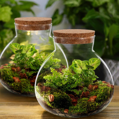 Toddmomy Glass Terrarium Bottle with Cork Lid, Closed Micro Landscape Round Jar, Desktop Moss Container for DIY Fairy Garden and Plant Ecosystem