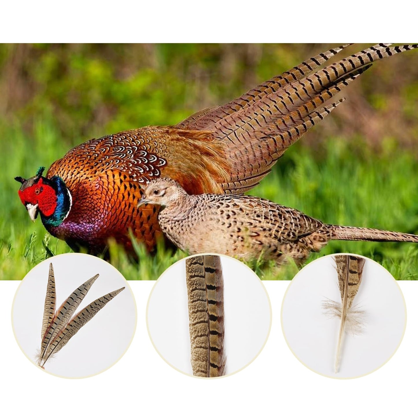 MAOFENG 12pcs Natural Feathers Male Ringneck Pheasant Tails Feathers 10-12inch 25-30cm for Crafts Wedding Party Performance Home DIY Decoration,Male Pheasant Feathers