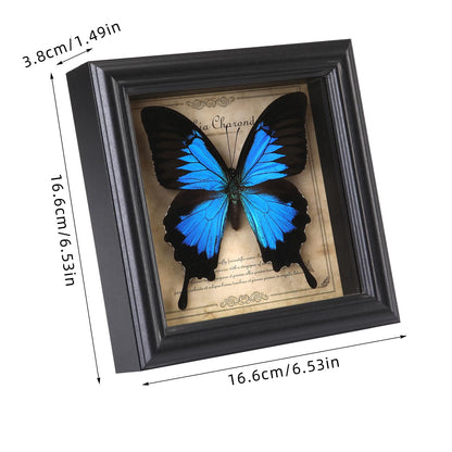 Butterfly Specimen Photo Frame,Real Butterfly Shadow Box. (Heavenly Swallow Butterfly)