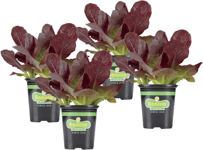 19.3 oz. 4-pack Bonnie Plants Red Lettuce