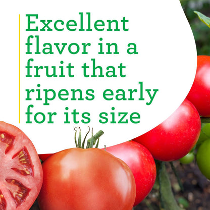 19.3 oz. 4-pack Bonnie Plants Big Beef Tomato