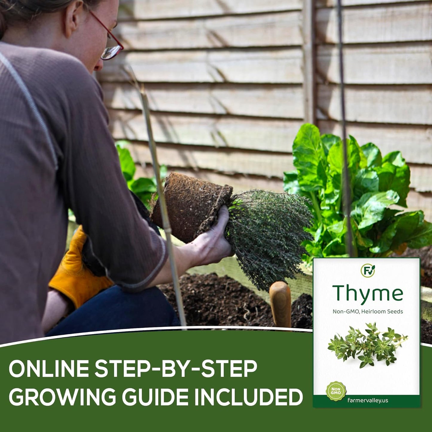 Pack 200+ Thyme Seeds for Planting Home Garden Herbs - Non-GMO, Heirloom, Untreated, and USA Grown Variety - Individual