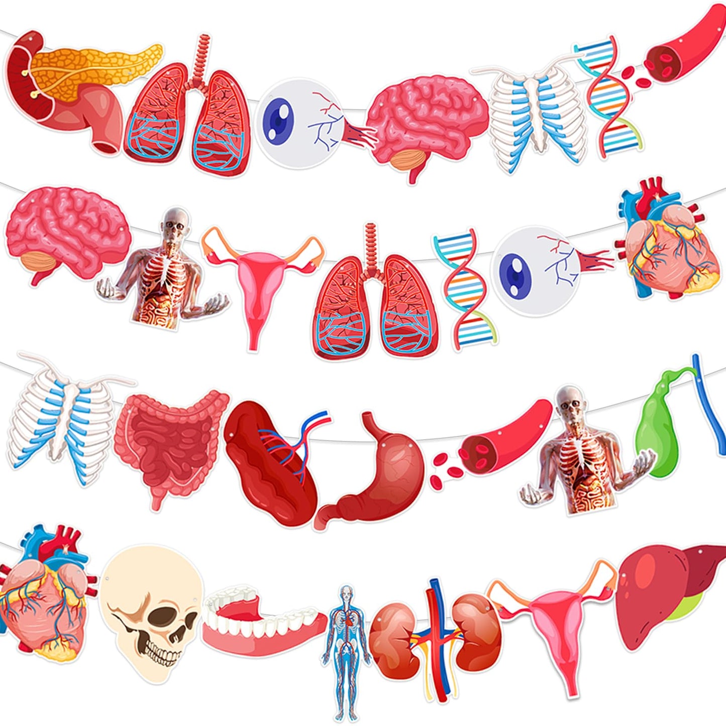 4 Strings 28 Pcs Anatomy Themed Hanging Banner, Human Body Parts Educational Cutouts Garland for Classroom Decorations, Science Party Supplies, School Learning Tools, and Medical Office Decor
