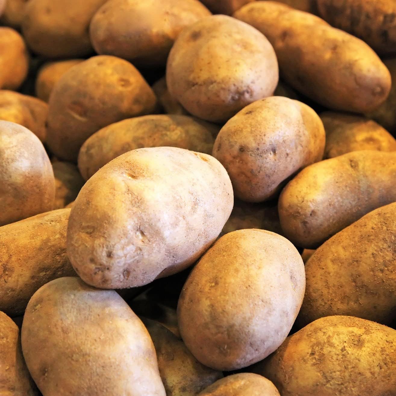 Russet Bulbs 2026-5 TomorrowSeeds - Seed Potatoes - USDA Certified for Growers Size B Non GMO Brown Burbank Idaho