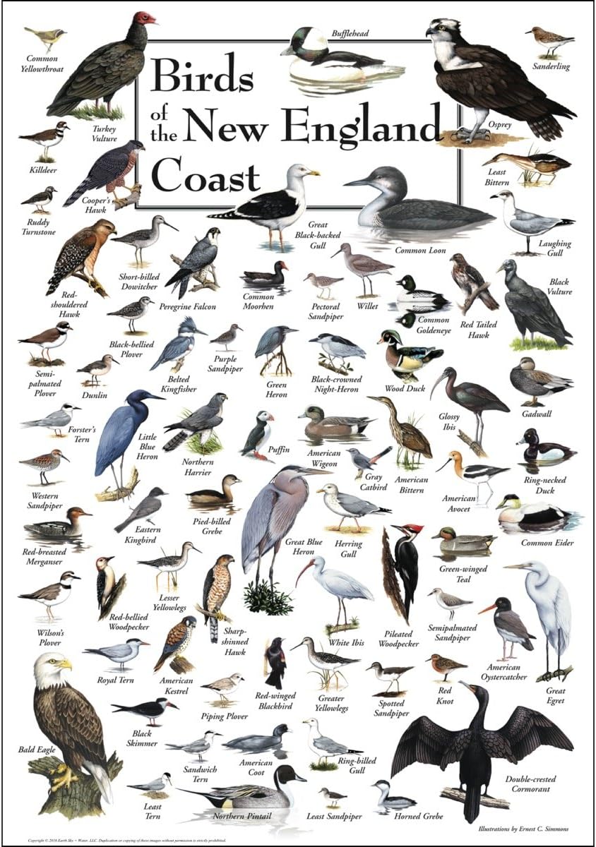 Earth Sky + Water Poster - Birds of New England Coast