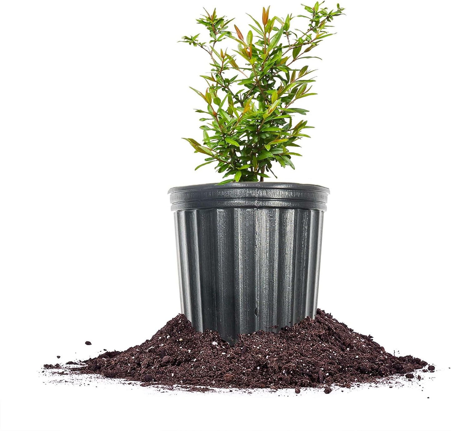 1 Russian Pomegranate in a Gal. Grower's Pot | Cold Hardy Drought Tolerant | Yields Large Delicious Fruit | Real Dwarf
