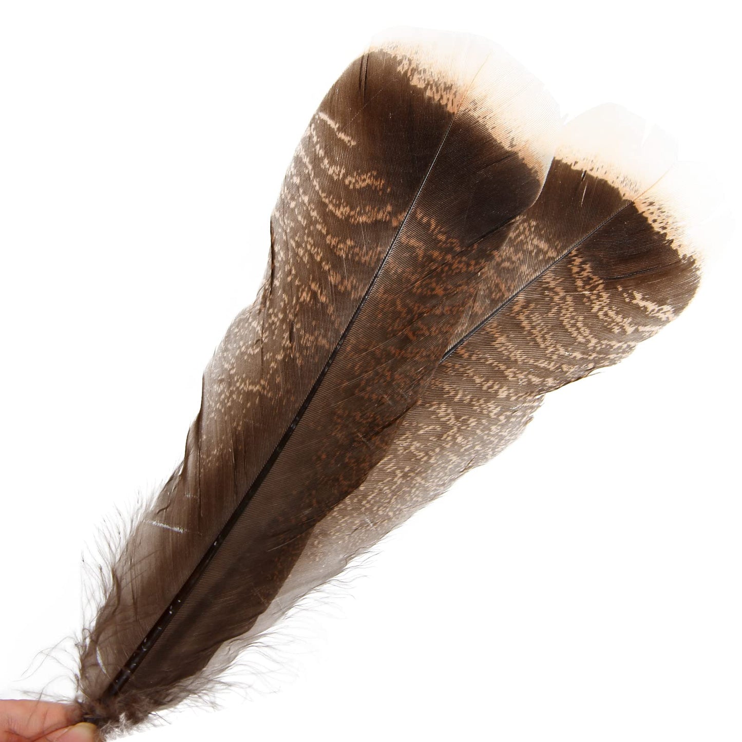 THARAHT 24pcs Natural Wild Turkey Tails Feathers Quill Bulk 10-12inch 25-30cm for DIY Crafts Project Collection Wedding Decoration Wild Turkey Tails Feather