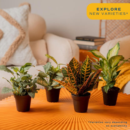 Costa Farms Live Plants (Pack of 6), Easy to Grow Live Indoor Houseplants in 3.8-Inch Plant Pots, Hand-Selected Varieties, Home and Room Decor, 8-10 Inches Tall