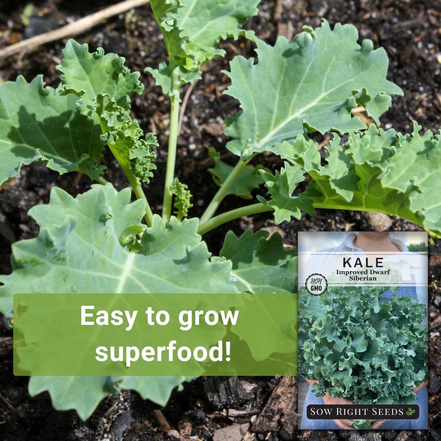 Packet (2) Sow Right Seeds - Dwarf Siberian Improved Kale Seed for Planting - Non-GMO Heirloom with Instructions