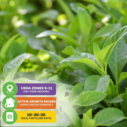 Longevity Spinach Live Plant - Gynura procumbens - Wellspring Gardens Nutrient-Rich Live Vegetable Plants - Vibrant