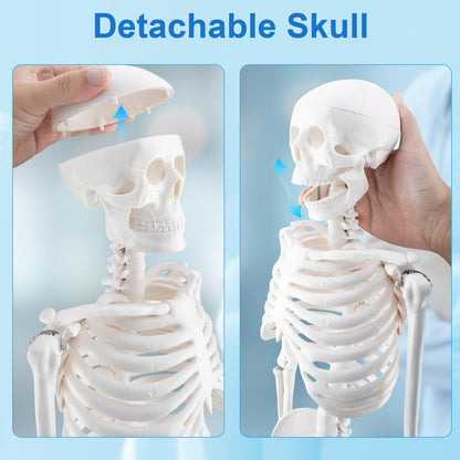 TYRRDE 33.4-Inch Human Skeleton Model – Mini Skeleton Anatomy Model with Removable Arms & Legs, Durable Structure and Clear Anatomical Details, Ideal Skeleton Model for Study and Display (Beige)