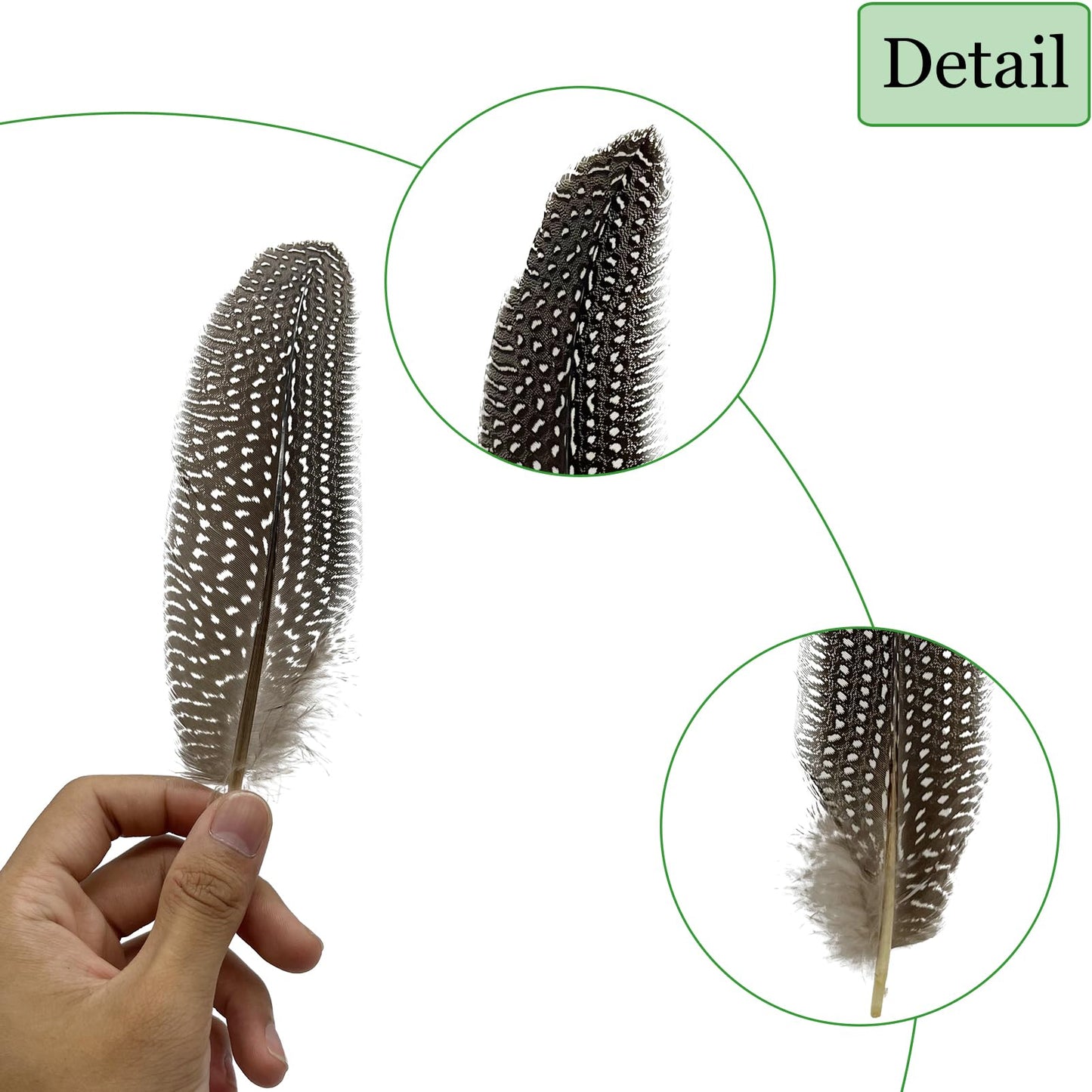 50PCS Natural Spotted Feathers Pheasant Feathers for Craft Clothing Jewelry Accessories Decoration (Guinea Fowl Wing Feather 6-8")