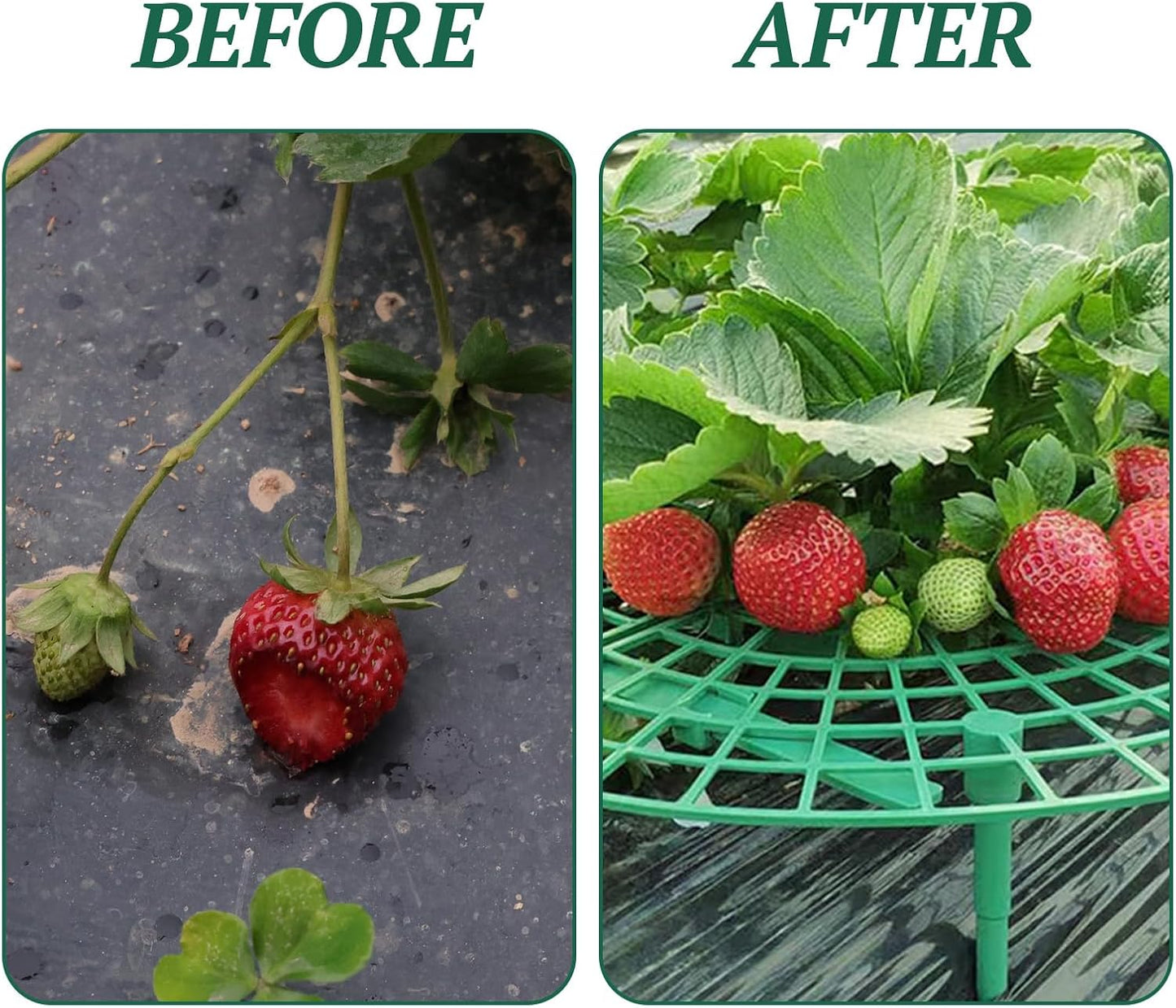 10 4 Pcs Round Strawberry Plant Support, Strawberry Plants Holder with Legs, Strawberry Plant Protector for Garden