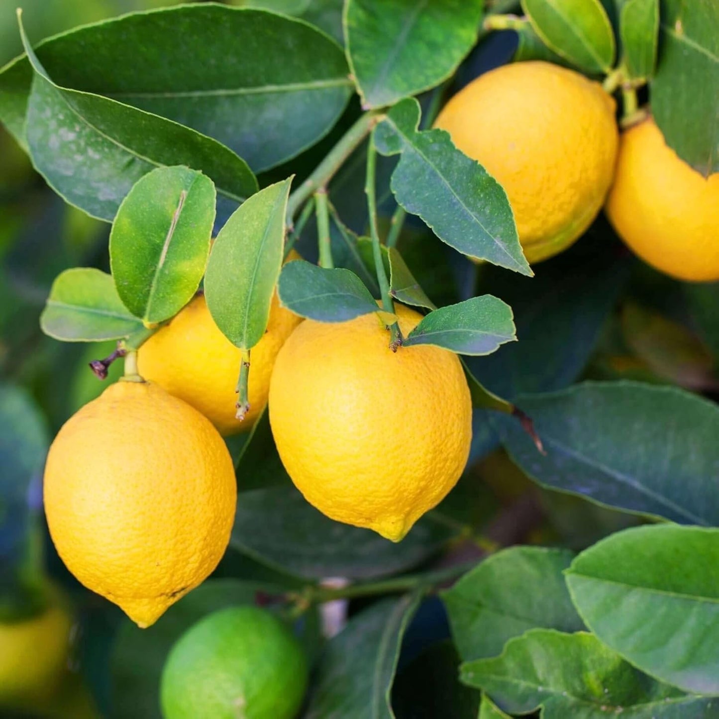 6 Planting-40 &10 40 40 &40 10 Types Mix Fruit Seeds for Lemon Cheery & Orange & Apple Passion Fruit & Blueberry Seeds